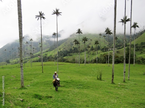 Gaucho between the highest palmtrees of Valle de Cocora Colombia photo