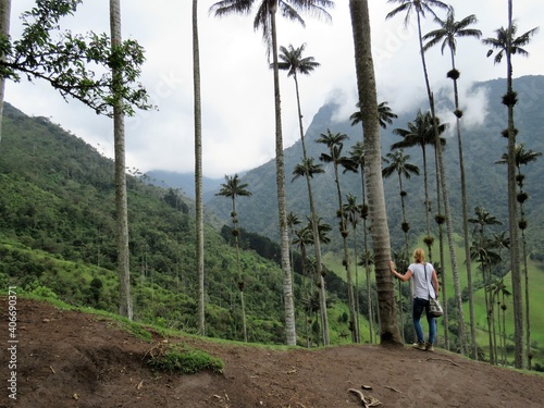 Wax palmtrees in Valle de Cocora near Salento Colombia photo