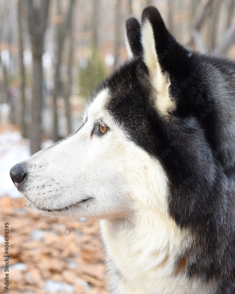 Young malamute looking away on a winter day. Close up