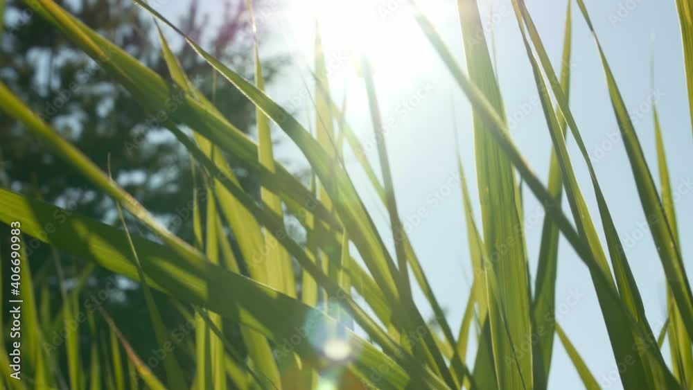 Close-up of tall green grass. Summertime. Close-up of tall green grass. Summertime.