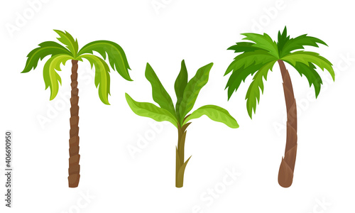 Palm Growth Plants with Frond Leaves on Top of Unbranched Stem Vector Set