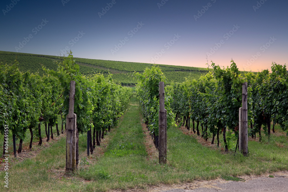 Fototapeta premium Weinberge in der Pfalz