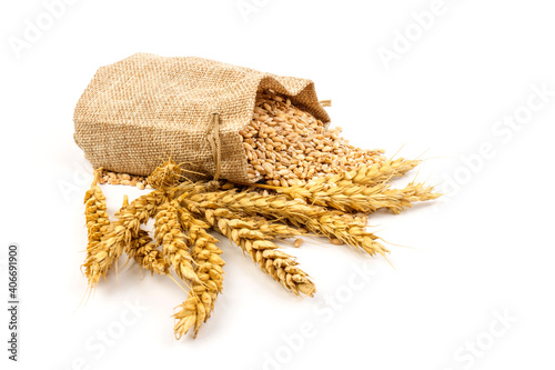 grains of wheat or rye in bag with bunch of dry ears isolated on white background