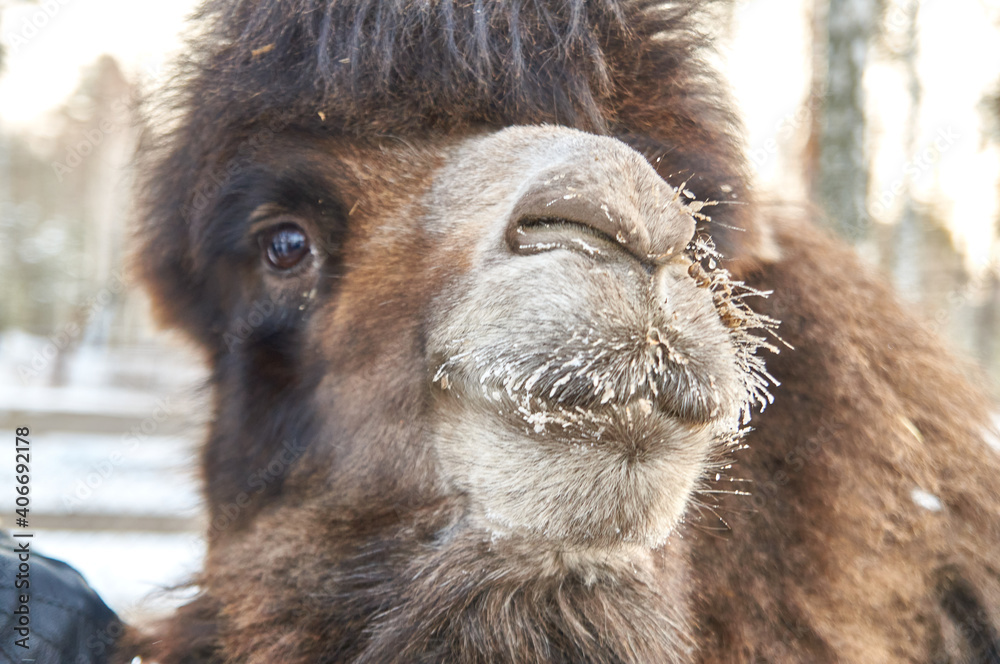 Fototapeta premium camel in winter. nursery for various animals