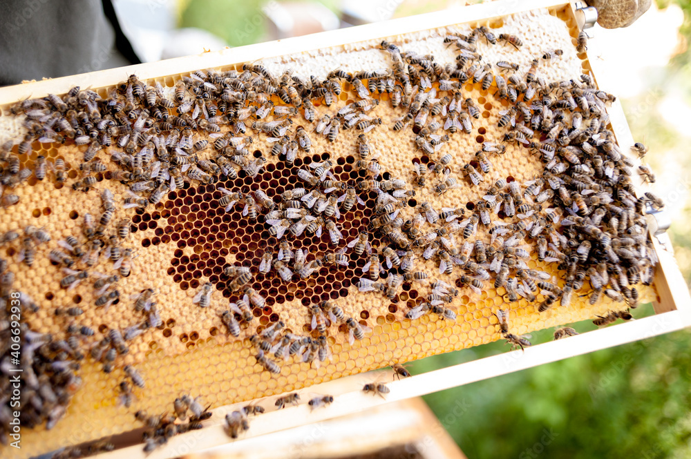 Detailansicht einer großen Wabe mit Bienen, Larven und Honig. Detailansicht einer großen Wabe mit Bienen, Larven und Honig.