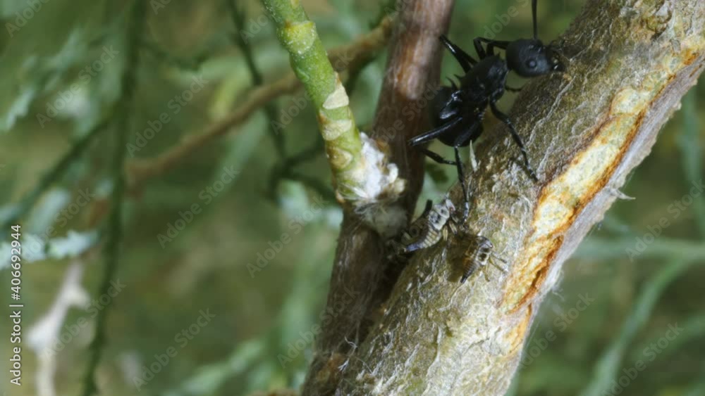 Weaver Ant (Polyrhachis simplex) milking honey dew from cicadas they raise Weaver Ant (Polyrhachis simplex) milking honey dew from cicadas they raise