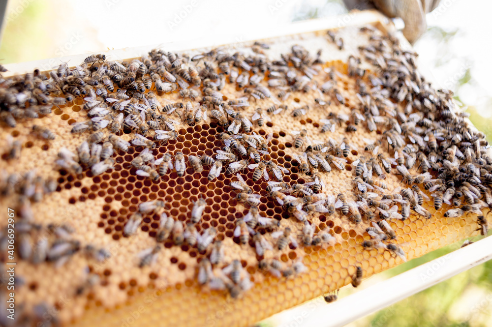Detailansicht einer großen Wabe mit Bienen, Larven und Honig. Detailansicht einer großen Wabe mit Bienen, Larven und Honig.