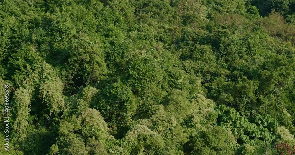 Tropical green plant on mountain Tropical green plant on mountain