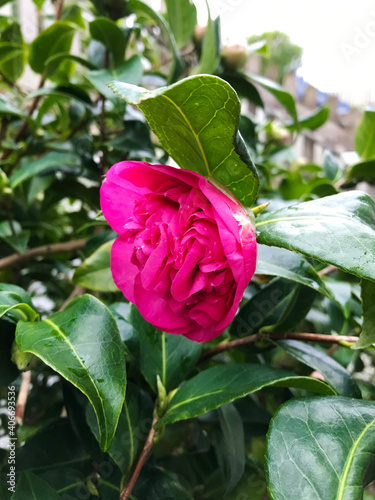 Pink camellia flower