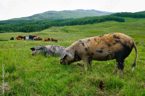Animal farm in Scotland