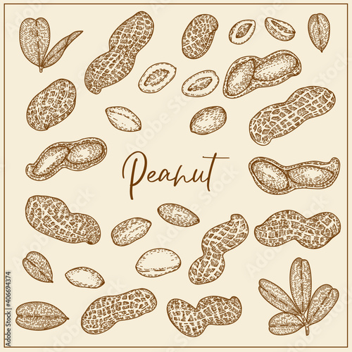 Set with Peanut, nuts and leaves. Graphic hand drawn engraving style. Botanical illustration for packaging, menu cards, posters, prints.
