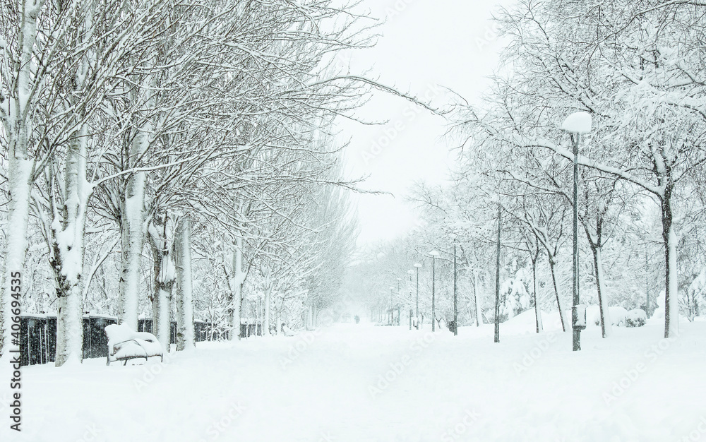 snow covered trees snow covered trees