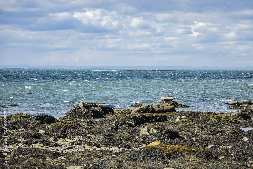 Picturesque Bic Park (Parc national du Bic). Due to its location on southern shores of Saint Lawrence River, park is home to large populations of harbor seals and gray seals. Quebec Province, Canada.