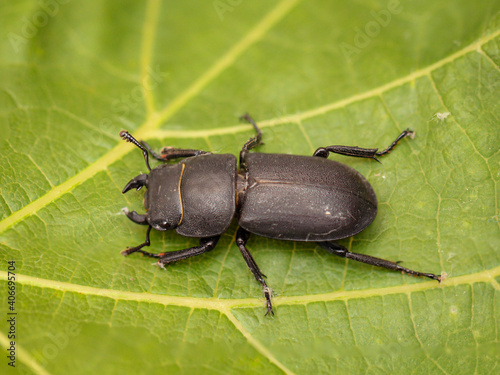 Eine Nahaufnahme eines schwarzen Käfers.