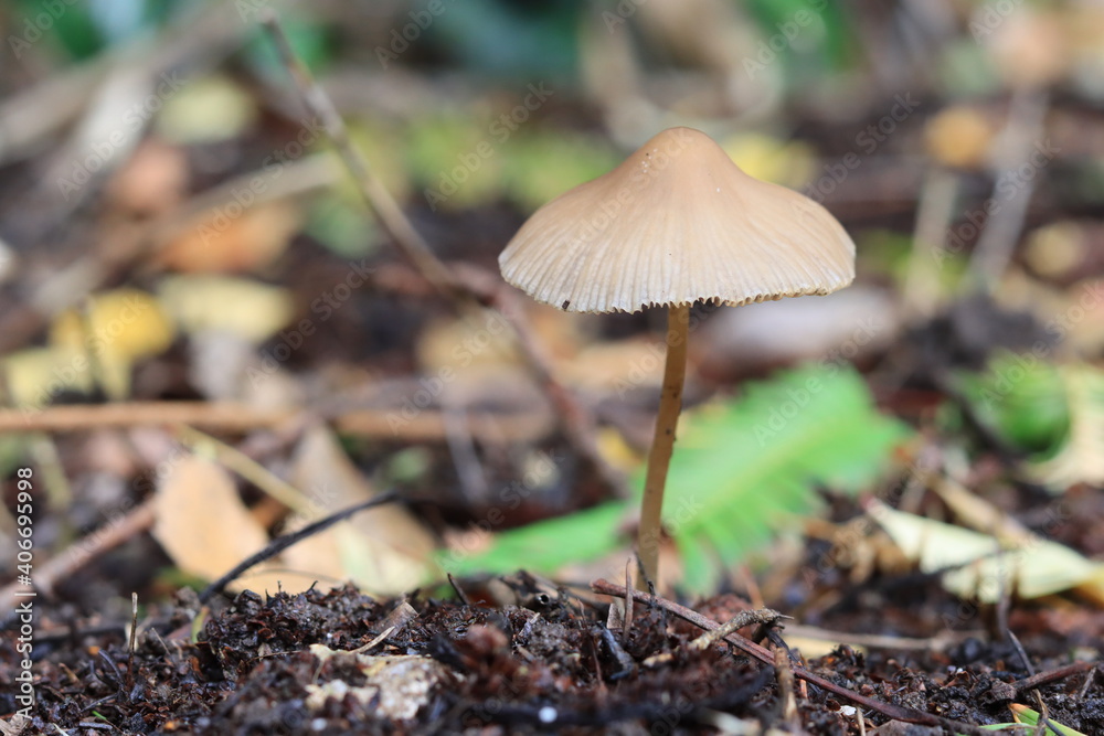lonely mushroom lonely mushroom