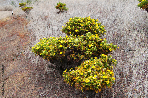 Flower bushes in the Galapagos Islands
