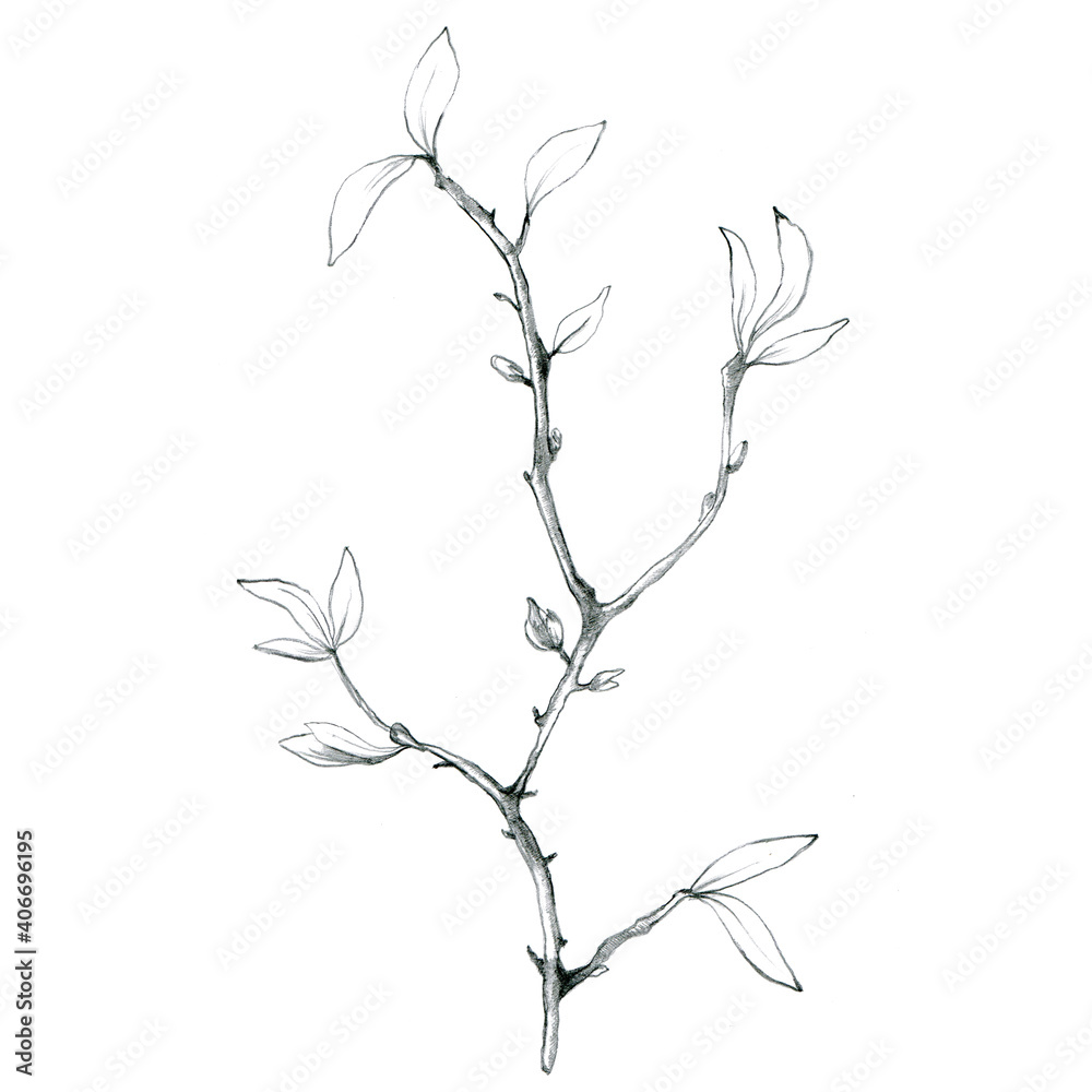 Pencil sletch of plant on white. Hand drawn botanical illustration of branch with leaves. Floral element for packaging, label, logo, decoration design.