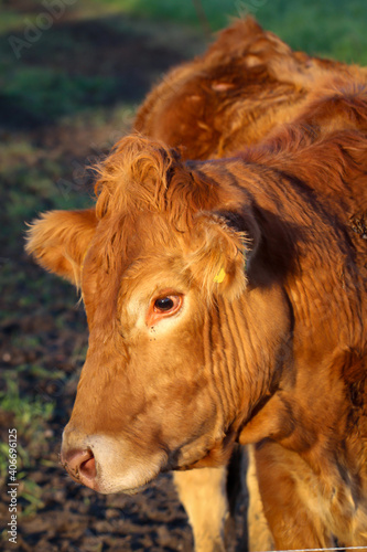 Das Portrait einer Kuh auf einer Weide. 