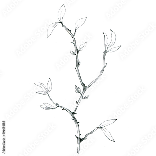 Pencil sletch of plant on white. Hand drawn botanical illustration of branch with leaves. Floral element for packaging, label, logo, decoration design.