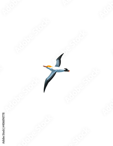 illustration of water bird