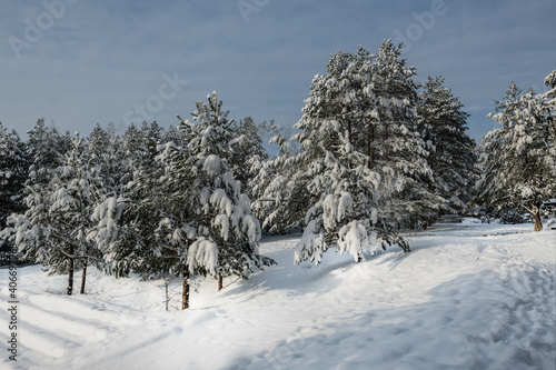 Winter landscape, tall snow-covered trees Poland - Podlasie