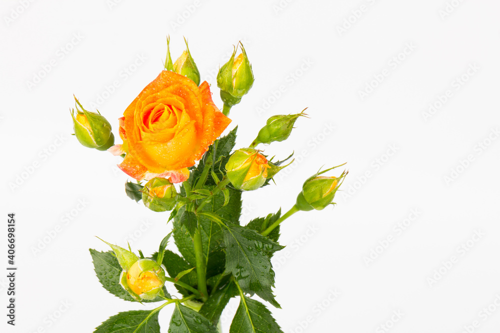 Obraz premium Beautifull orange roses isolated on white background. Copy space