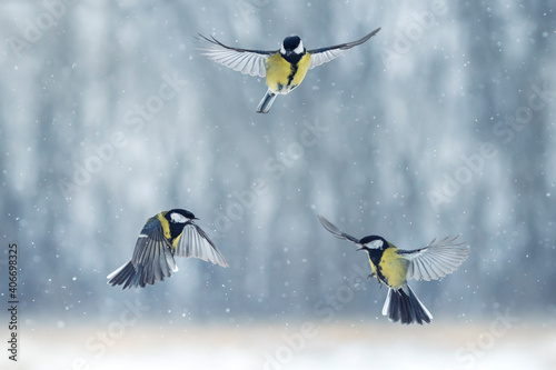 three birds tits fly in the winter garden under the falling snow © nataba