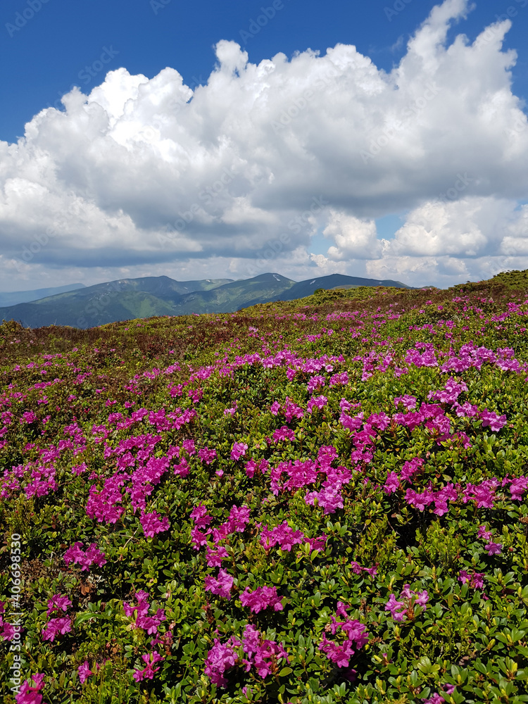 Chervona ruta (Rhododendron) blooming in mountains