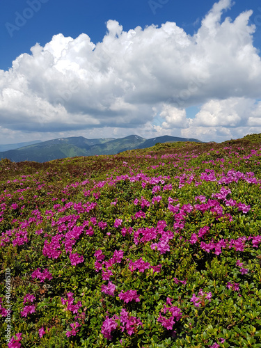 Chervona ruta  Rhododendron  blooming in mountains