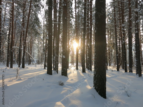 Winter park, snow, pine trees.