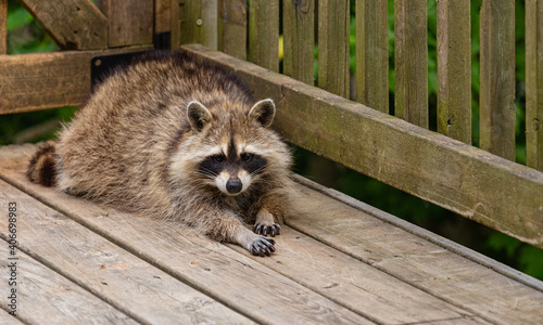Young raccoon stretching out for a snooze on a rustic wooden deck in a rural setting.
