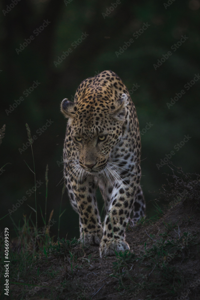 Fototapeta premium A female leopard walking towards the camera with her head held low, Greater Kruger.