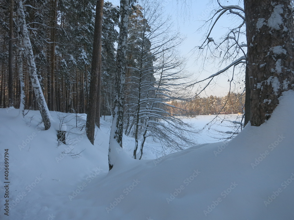 Fototapeta premium Winter park, snow, pine trees.