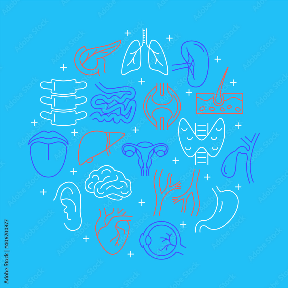 Human internal organs round concept banner in line style