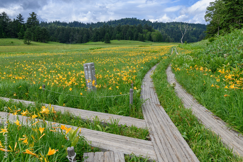 ニッコウキスゲの咲く大江湿原