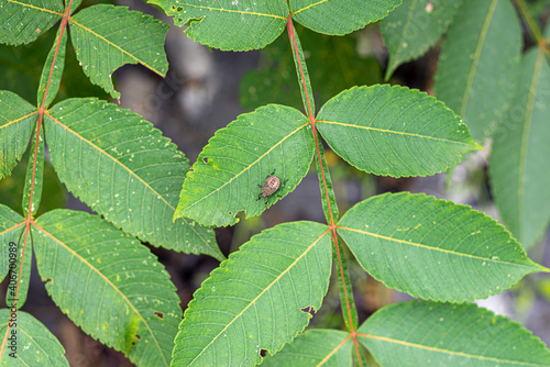 bug on the green leaf