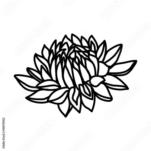 Dahlia Flower Floral Hand Drawn. Vector Design Illustration Sign.