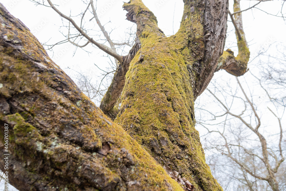 Green moss on a big tree Green moss on a big tree