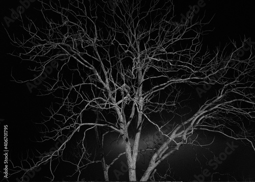 Black and white image of a huge dead spooky tree with naked branches without leaves captured during the dramatic night sky. 