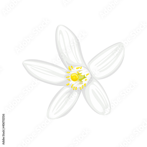 Neroli flower (Citrus aurantium) isolated on white background. Vector illustration, icon of fragrant plant in cartoon flat style.