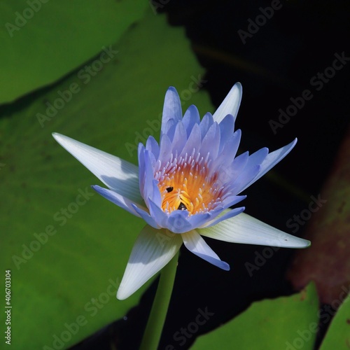 Nice colourful water Lilly flower in a Sydney NSW Australia Park in full blossom on a nice warm Summer afternoon