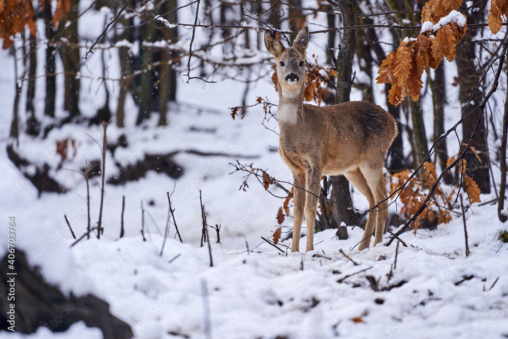 Roe deer in the snow Roe deer in the snow