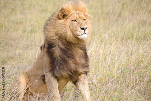 A lion with a thick mane bravely looking ahead 