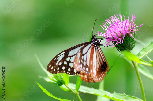 アザミの花に留まる蝶アサギマダラ