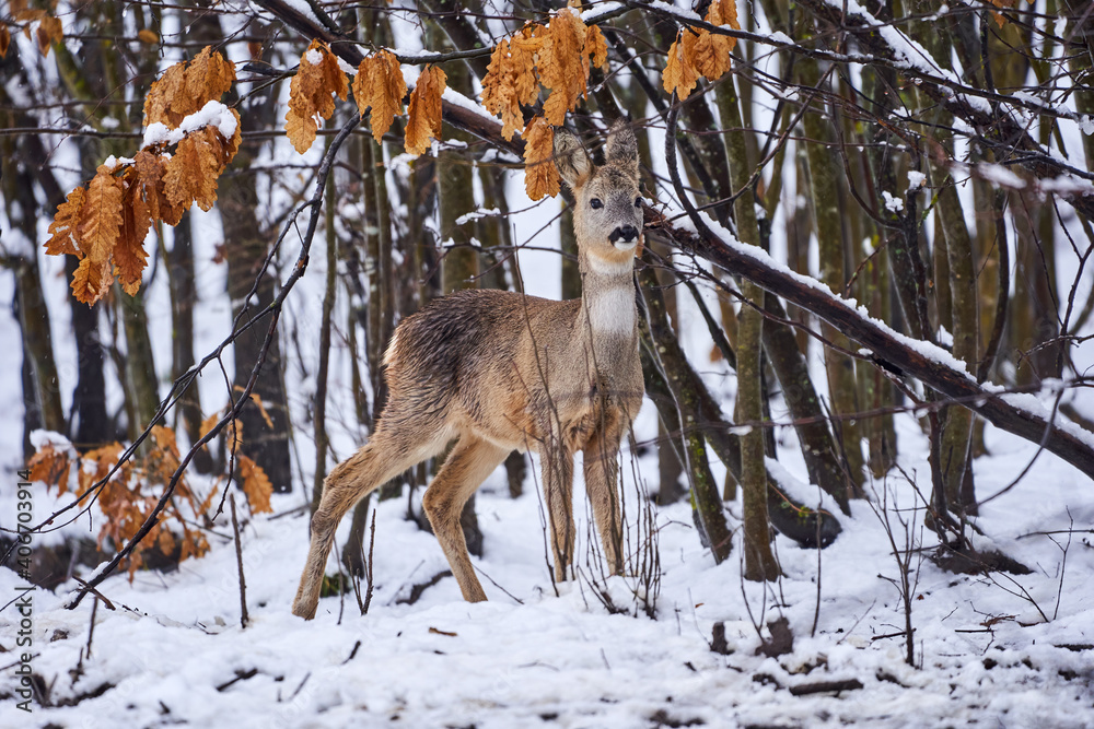 Fototapeta premium Roe deer in the snow
