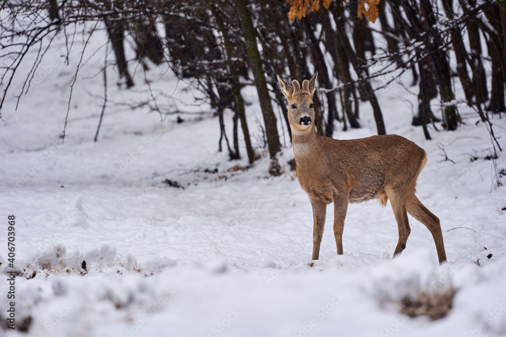 Roebuck in the snow Roebuck in the snow
