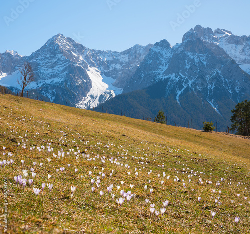 alpine meadow Buckelwiesen with spring crocus flowers, karwendel mountain