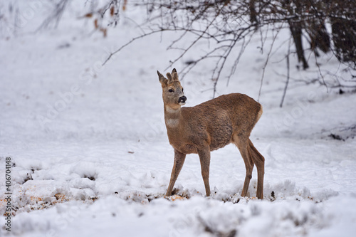 Roebuck in the snow