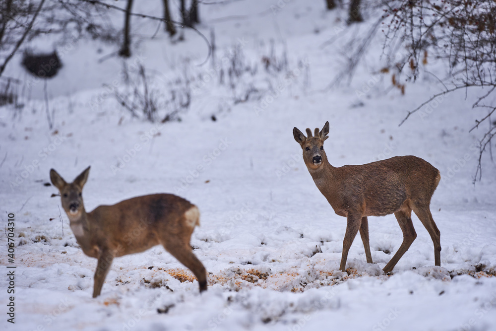 Roebuck in the snow Roebuck in the snow