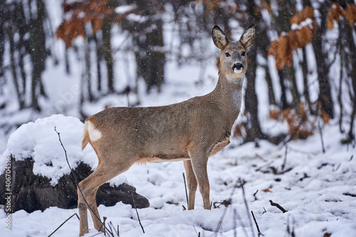 Roe deer in the snow